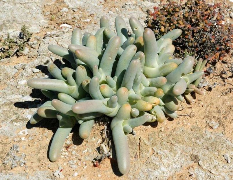 Dactylopsis digitata - Whish list pentru viata urmatoare1
