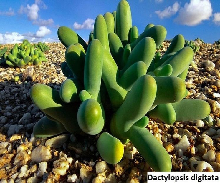 Dactylopsis digitata - Whish list pentru viata urmatoare1
