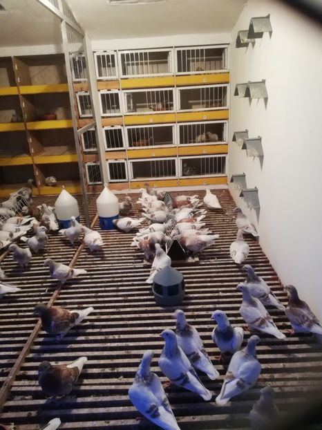 La masa de seara! - 6DE PRIN VOLIERA