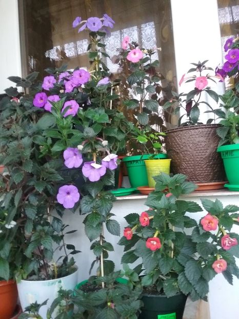  - 2016 achimenes