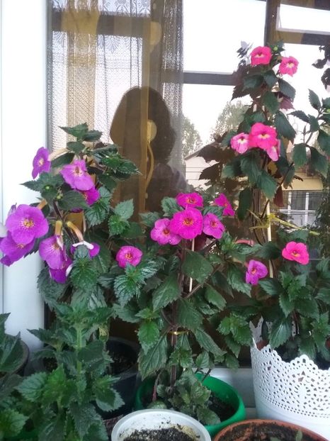  - 2016 achimenes