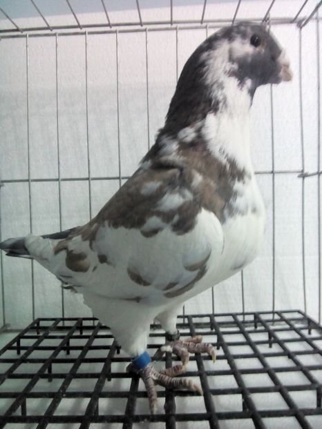 111573177 (1) - Vânduți