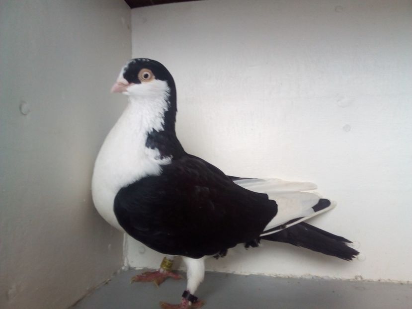  - jucatori de galati pe negru