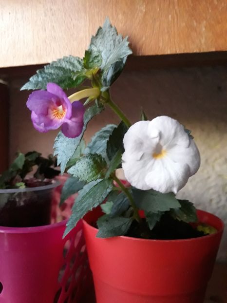 Pe acelasi lastar, flori diferite - 1 2020 - Porcelain Doll