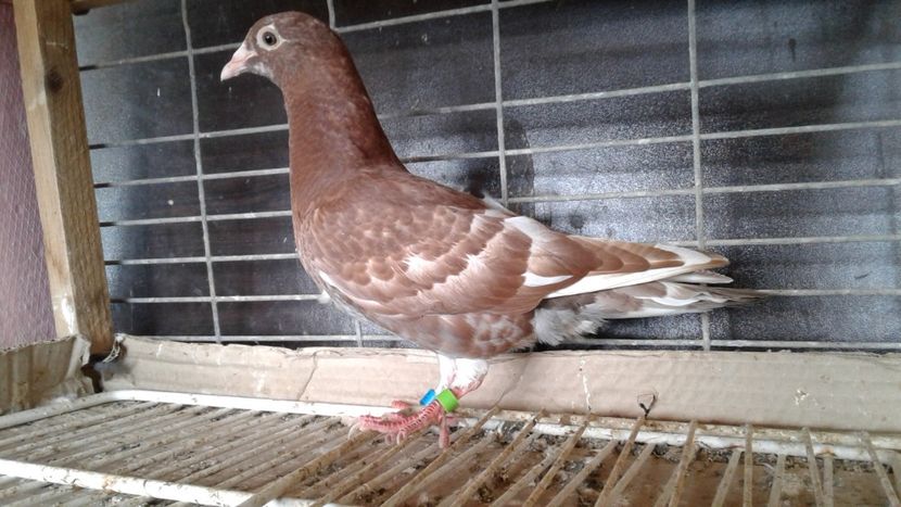  - De vanzare meulemans pe galben si pe rosu