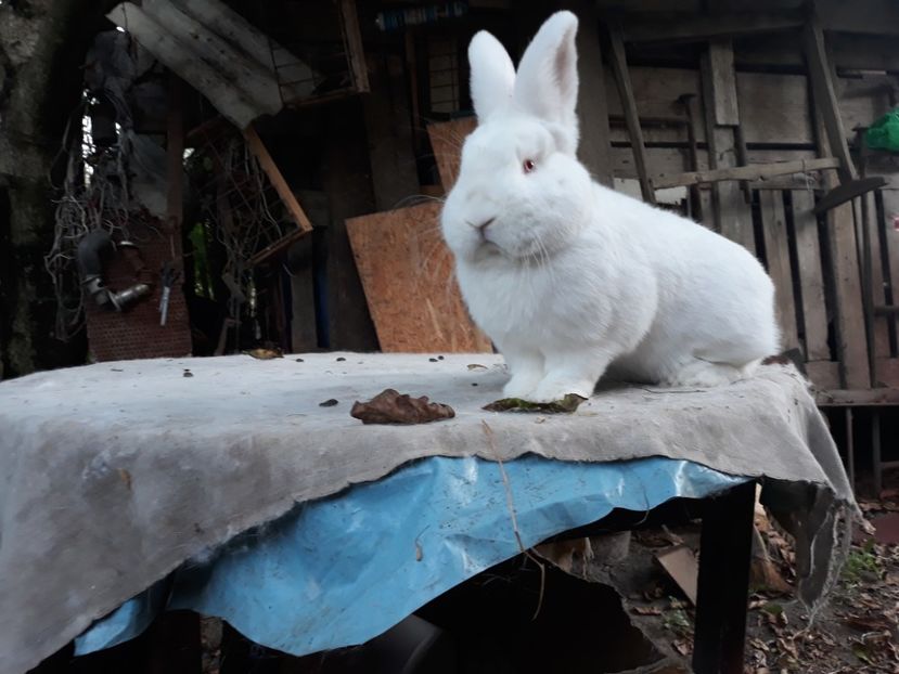  - TINERET NEO ALB 2019