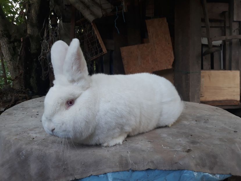  - TINERET NEO ALB 2019