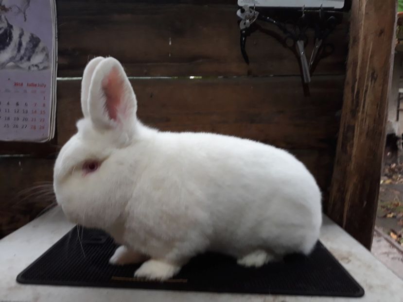  - TINERET NEO ALB 2019