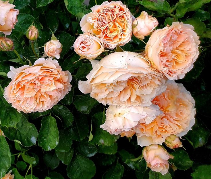  - Froufroutante Jackie