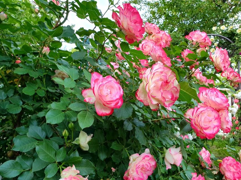  - jubile du prince de monaco