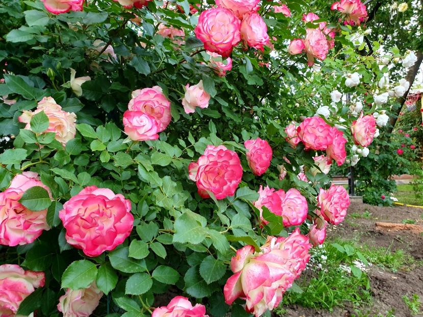  - jubile du prince de monaco