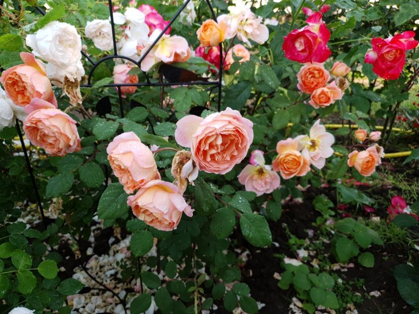  - lady emma hamilton