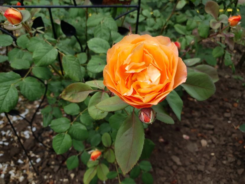  - lady emma hamilton