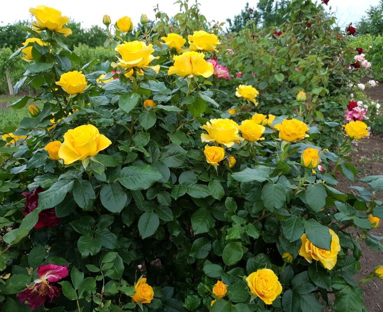 20190527_202125... - mabella