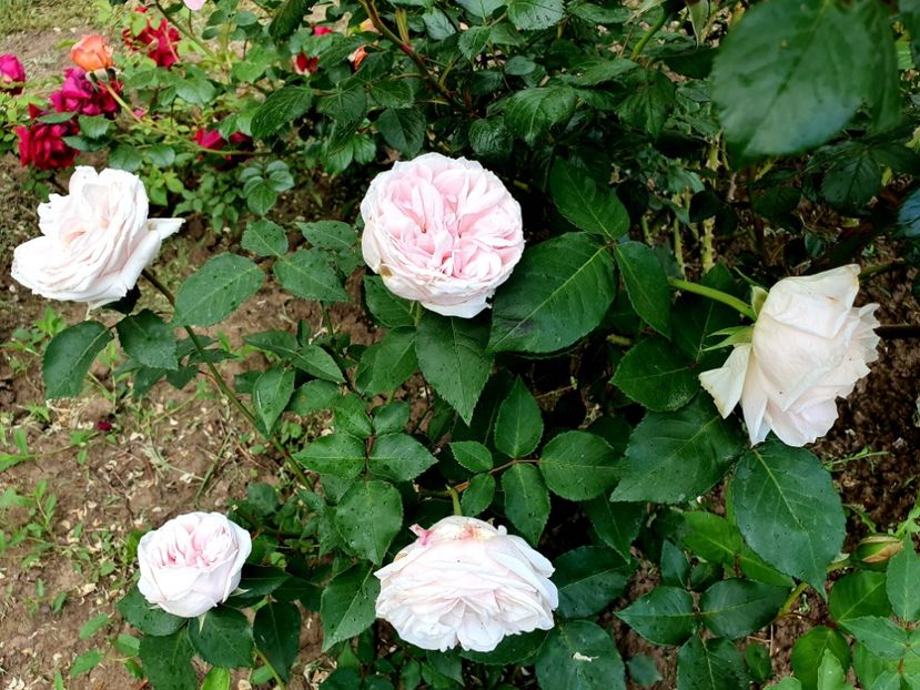  - souvenir de la malmaison