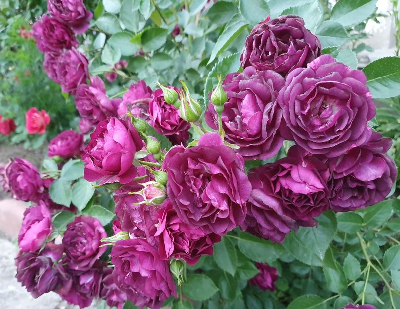 20190522_203326... - midnight blue