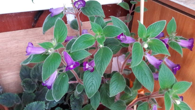  - Ohio Never say never