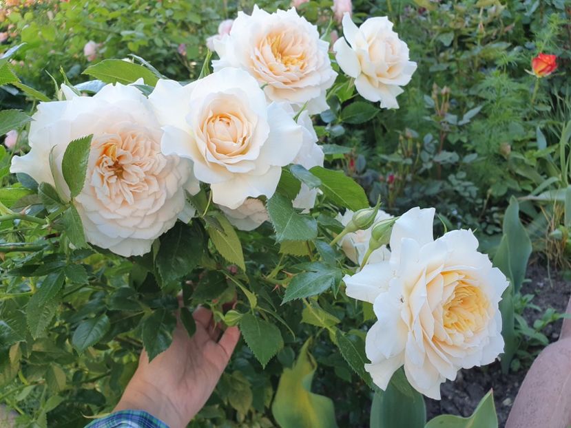  - nadine xella richi