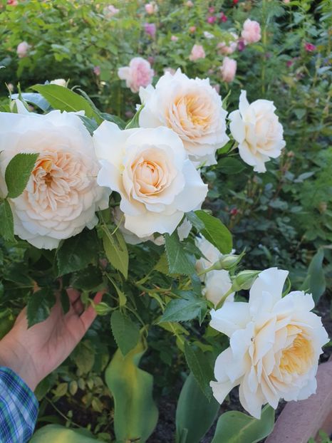  - nadine xella richi