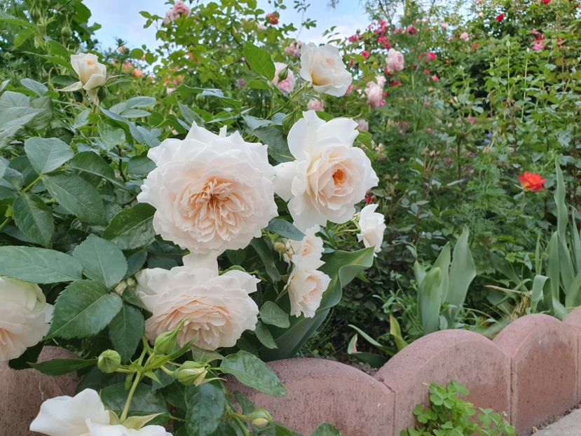  - nadine xella richi