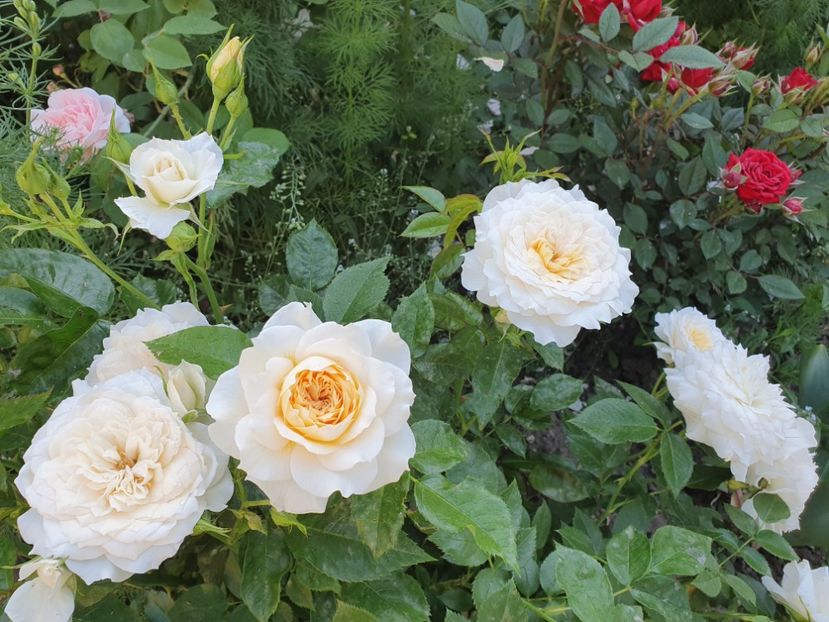  - nadine xella richi