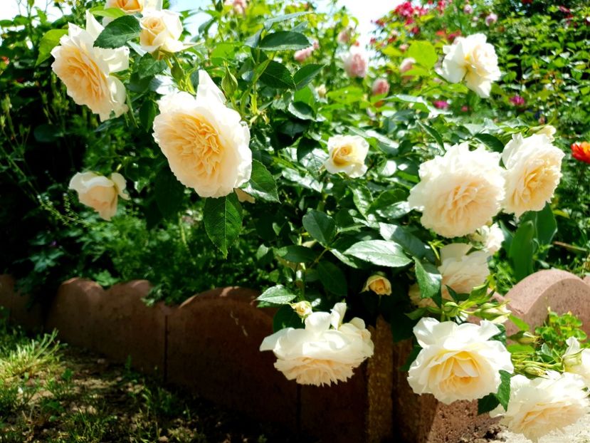  - nadine xella richi