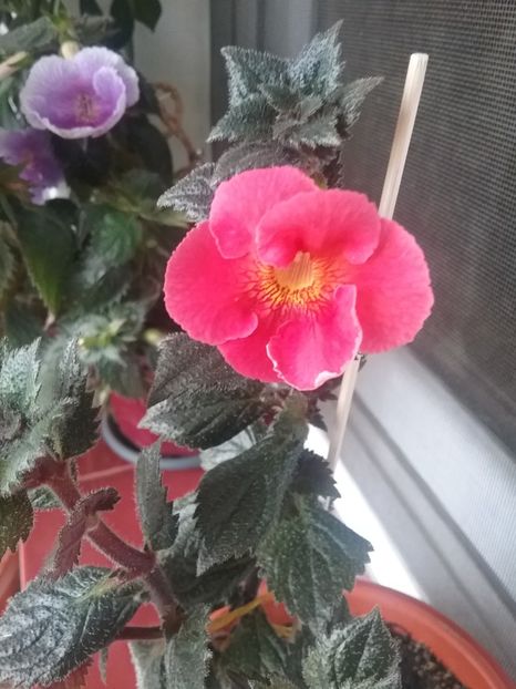 TROPICAL PUNCH - AA RIZOMI ACHIMENES 2022
