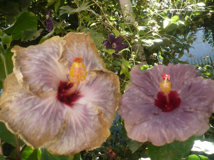 P1420974 - HIBISCUSI 2019-3