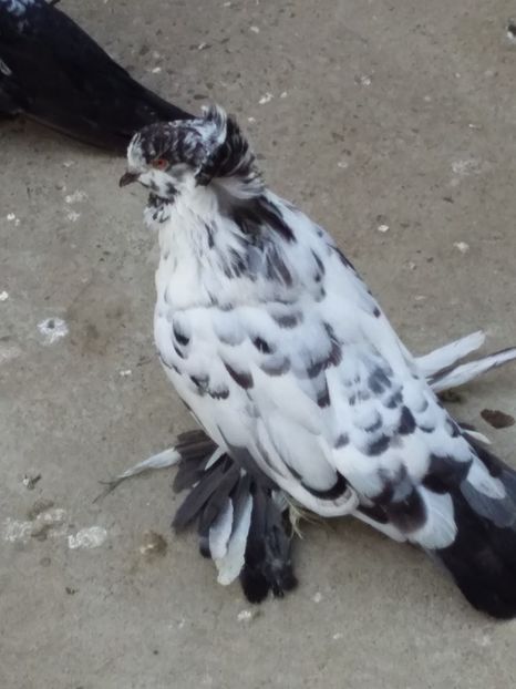  - 03-- URIASI MAGHIARI