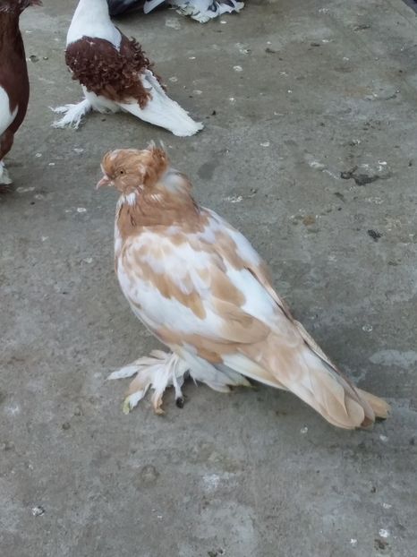 pui 2019 - 03-- URIASI MAGHIARI