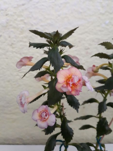  - 0001 2022 - Amelia Vitorino