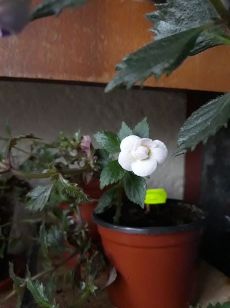 2019 - 0001 2022 - Guadalupe