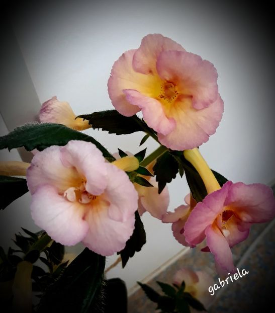  - Yellow English Rose