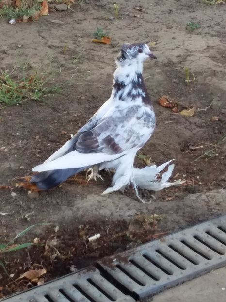 pui 2019 - 03-- URIASI MAGHIARI