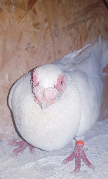 M18 - 2019