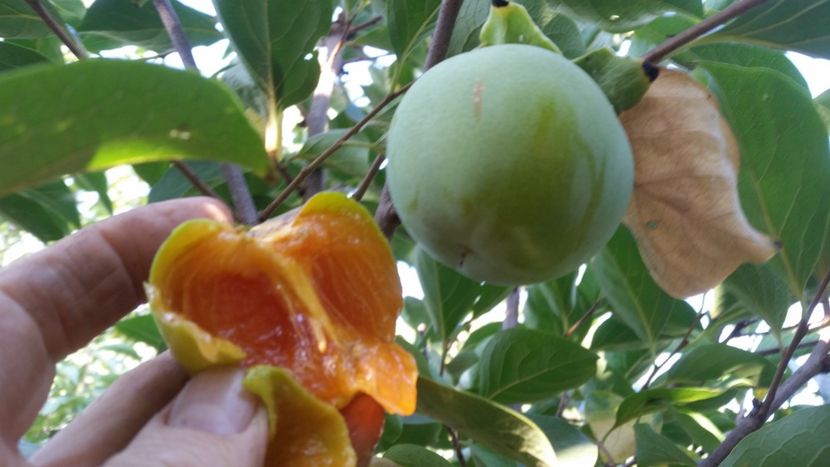 coacere fortata? - Arbori fructiferi 2019