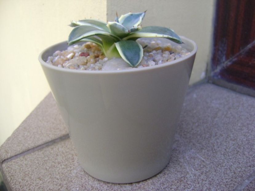 Agave applanata cv. Cream Spike - Agave si Yucca 2019