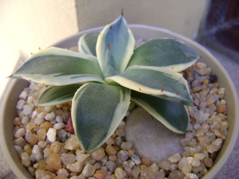 Agave applanata cv. Cream Spike - Agave si Yucca 2019