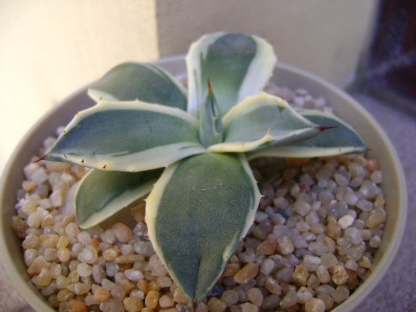 Agave applanata cv. Cream Spike - Agave si Yucca 2019