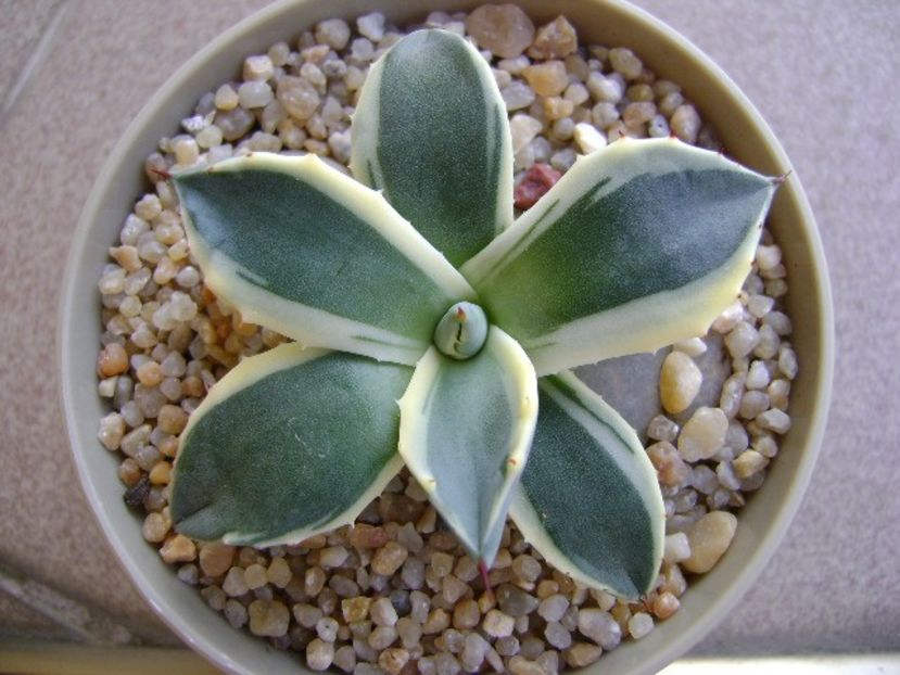 Agave applanata cv. Cream Spike - Agave si Yucca 2019