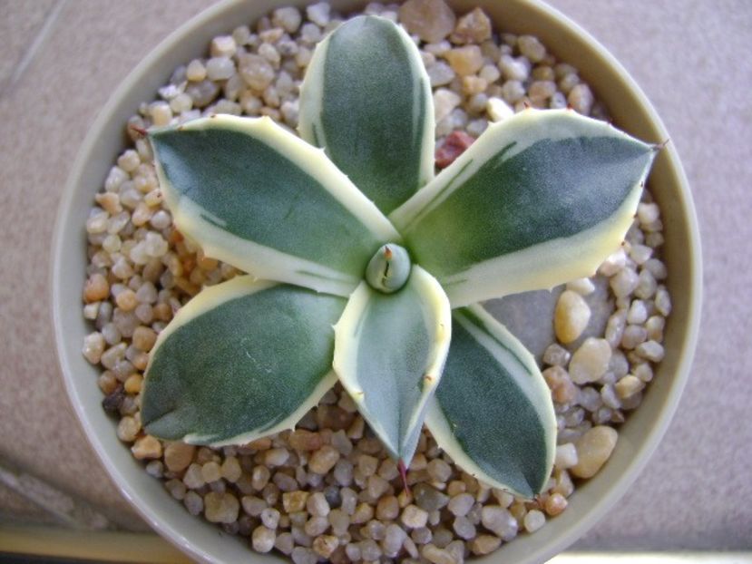 Agave applanata cv. Cream Spike - Agave si Yucca 2019