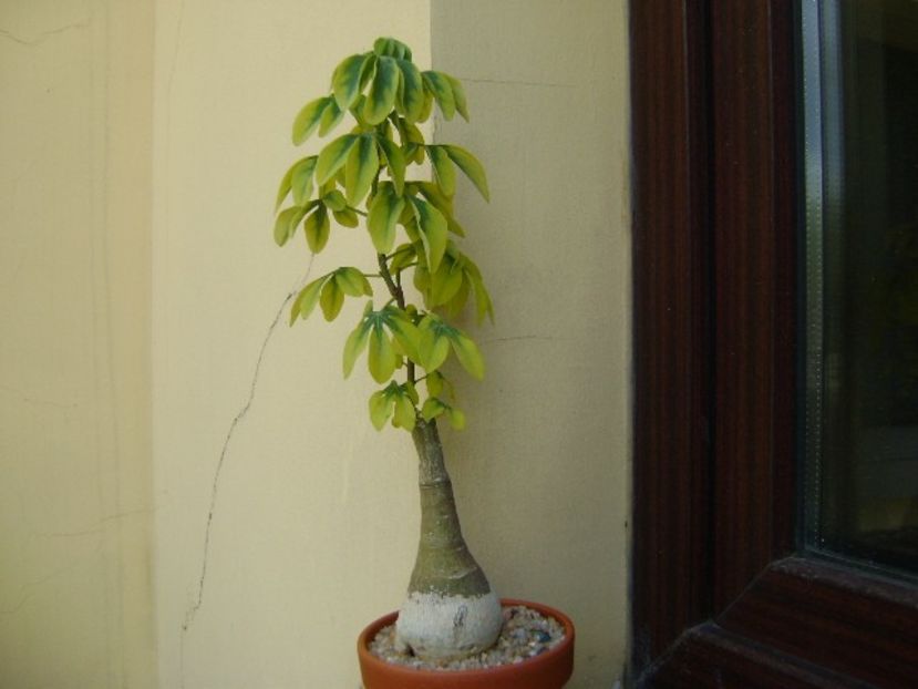 Adenia glauca - Caudiciforme si bulbi 2019