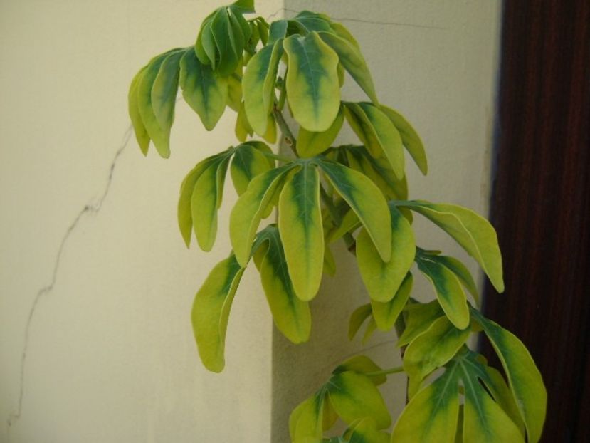 Adenia glauca - Caudiciforme si bulbi 2019