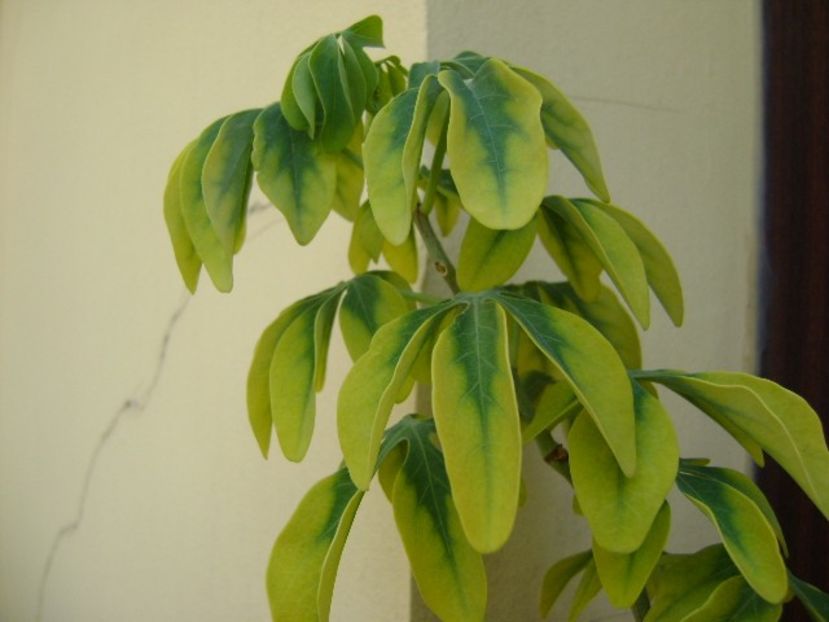 Adenia glauca - Caudiciforme si bulbi 2019