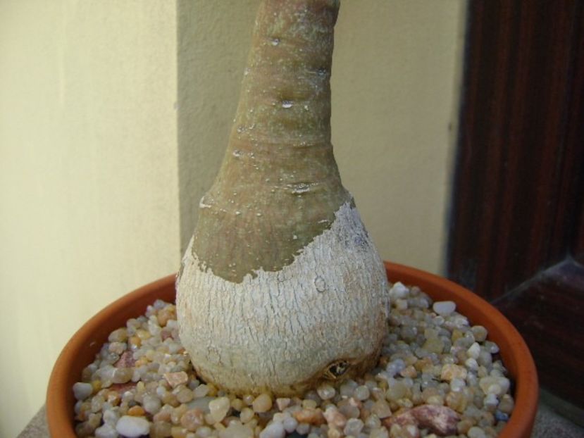 Adenia glauca - Caudiciforme si bulbi 2019