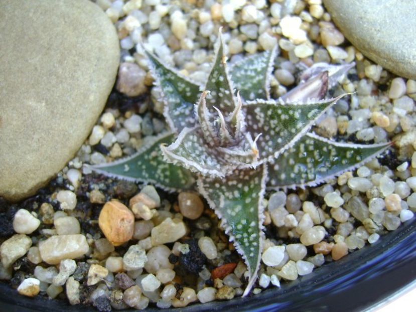 Aloe aristata - Suculente 2019