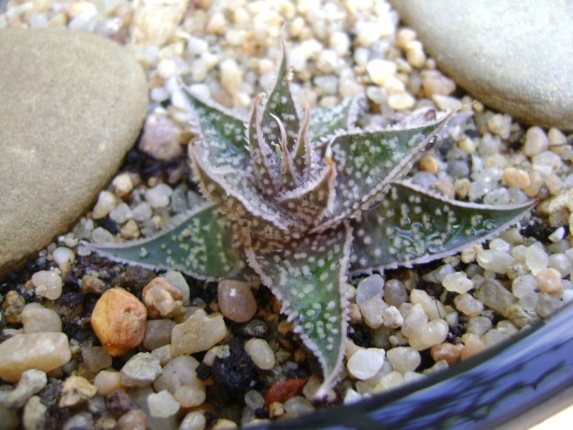 Aloe aristata - Suculente 2019