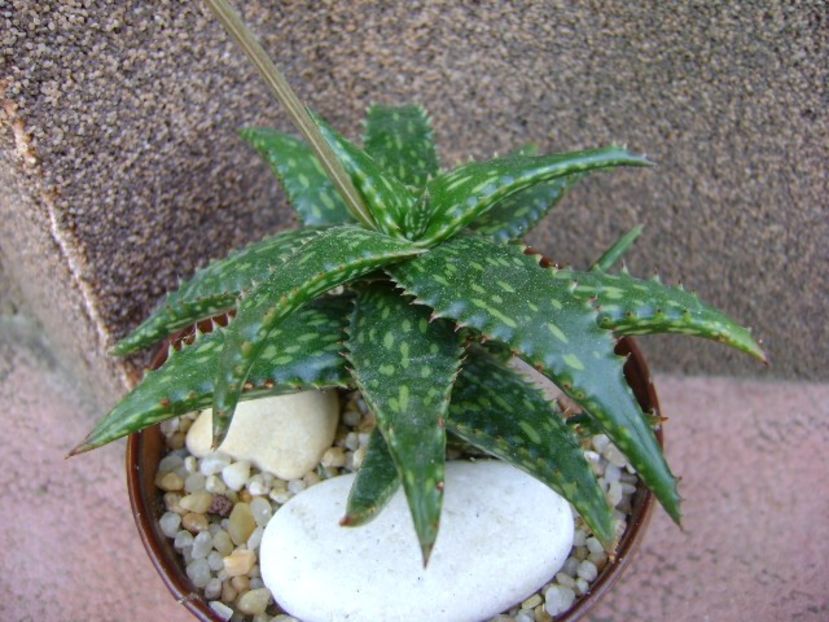 Aloe somaliensis, tija florala - Suculente 2019