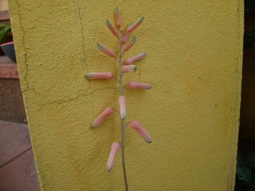 Aloe somaliensis, tija florala - Suculente 2019