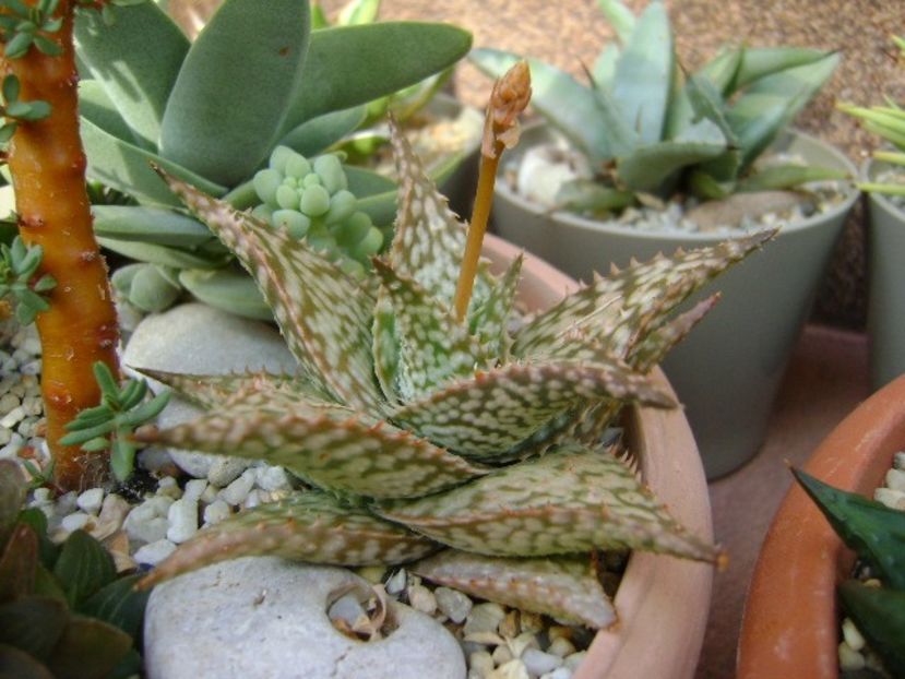 Haworthia limifolia v. striata, tija florala - Suculente 2019